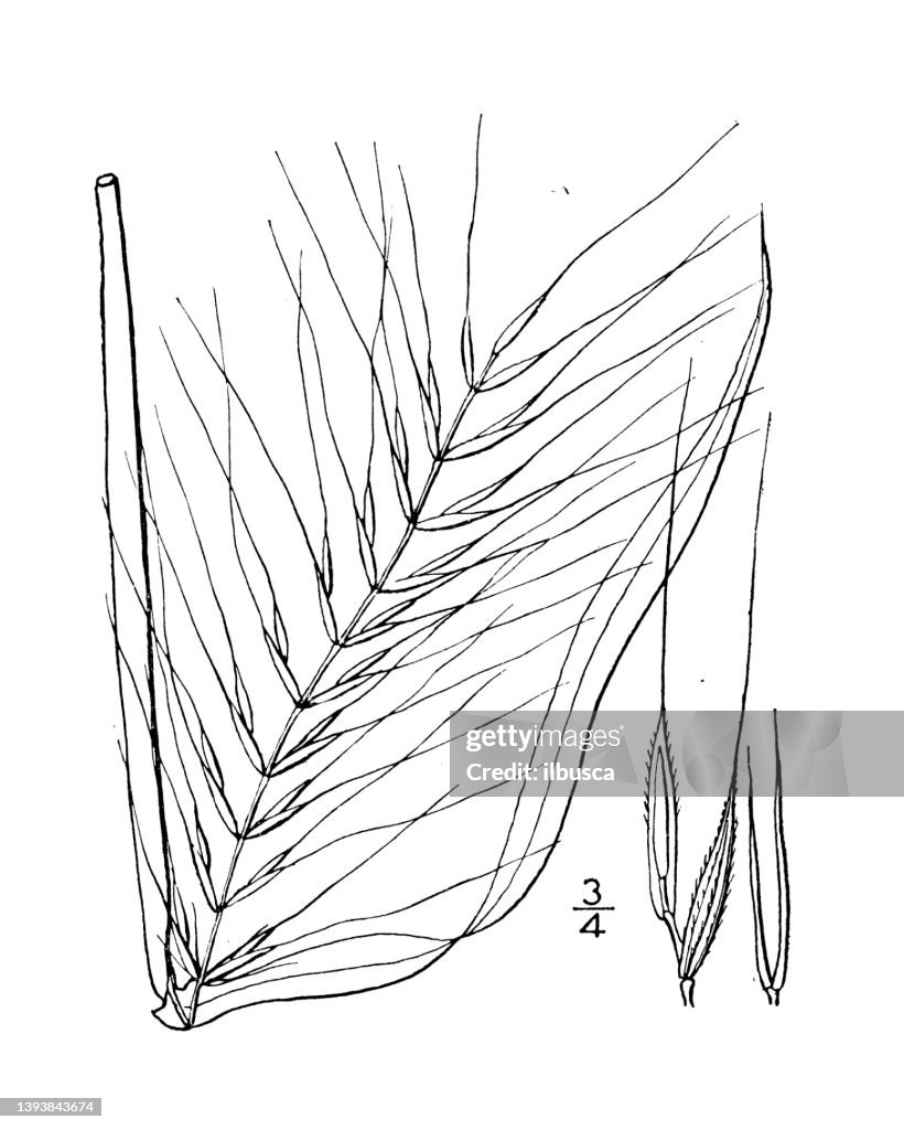 Antique botany plant illustration: Hystrix hystrix, Bottle brush grass