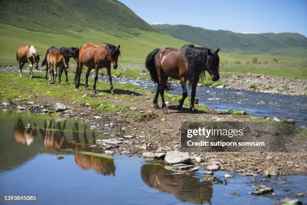 horses in kazakhstan - kazakhstan steppe stock pictures, royalty-free photos & images