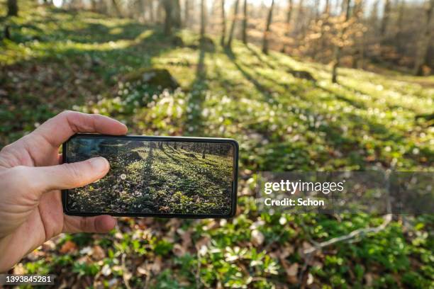 photograph forest with white anemones in spring in daylight - anemone dei boschi foto e immagini stock