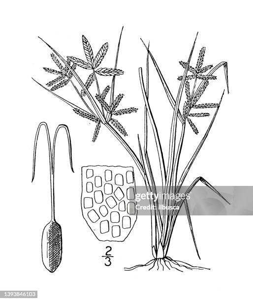 antique botany plant illustration: cyperus rivularis, shining cyperus - rivularis stock illustrations
