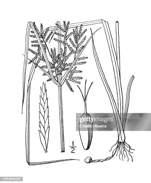 stockillustraties, clipart, cartoons en iconen met antique botany plant illustration: cyperus esculentus, yellow nut grass - papyrusriet
