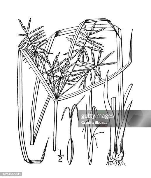 stockillustraties, clipart, cartoons en iconen met antique botany plant illustration: cyperus refractus, reflexed cyperus - papyrusriet