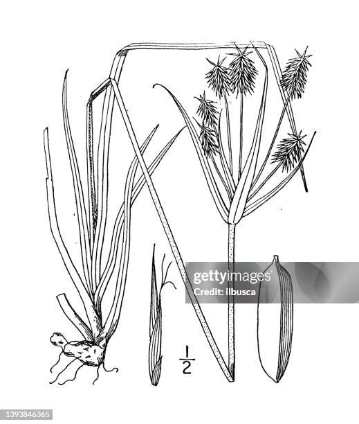 stockillustraties, clipart, cartoons en iconen met antique botany plant illustration: cyperus retrofractus, rough cyperus - papyrusriet