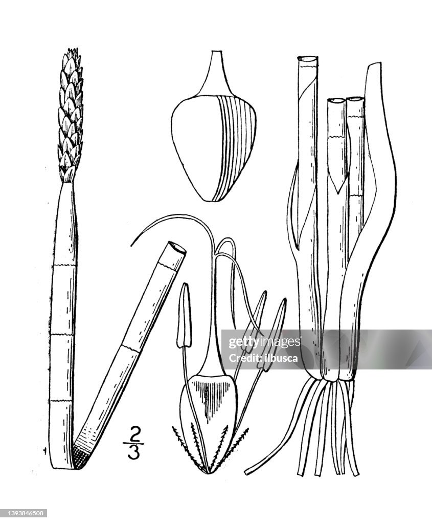 Antique botany plant illustration: Eleocharis interstincta, Knotted Spike rush