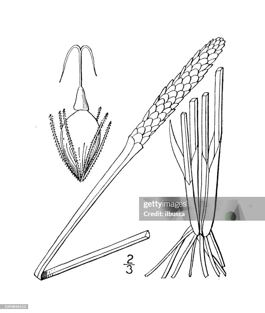 Antique botany plant illustration: Eleocharis mutata, Quadrangular Spike rush