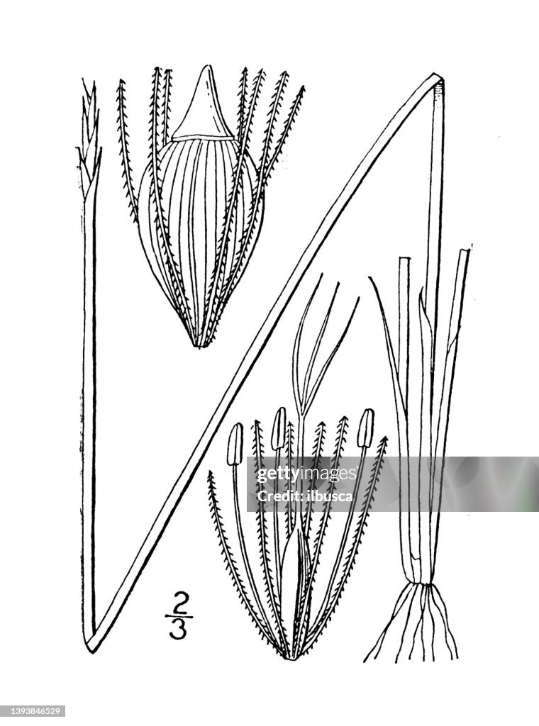 Antique botany plant illustration: Eleocharis Robbinsi, Robbins' Spike rush