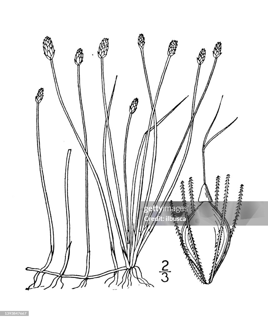 Antique botany plant illustration: Eleocharis olivacea, Bright green Spike rush