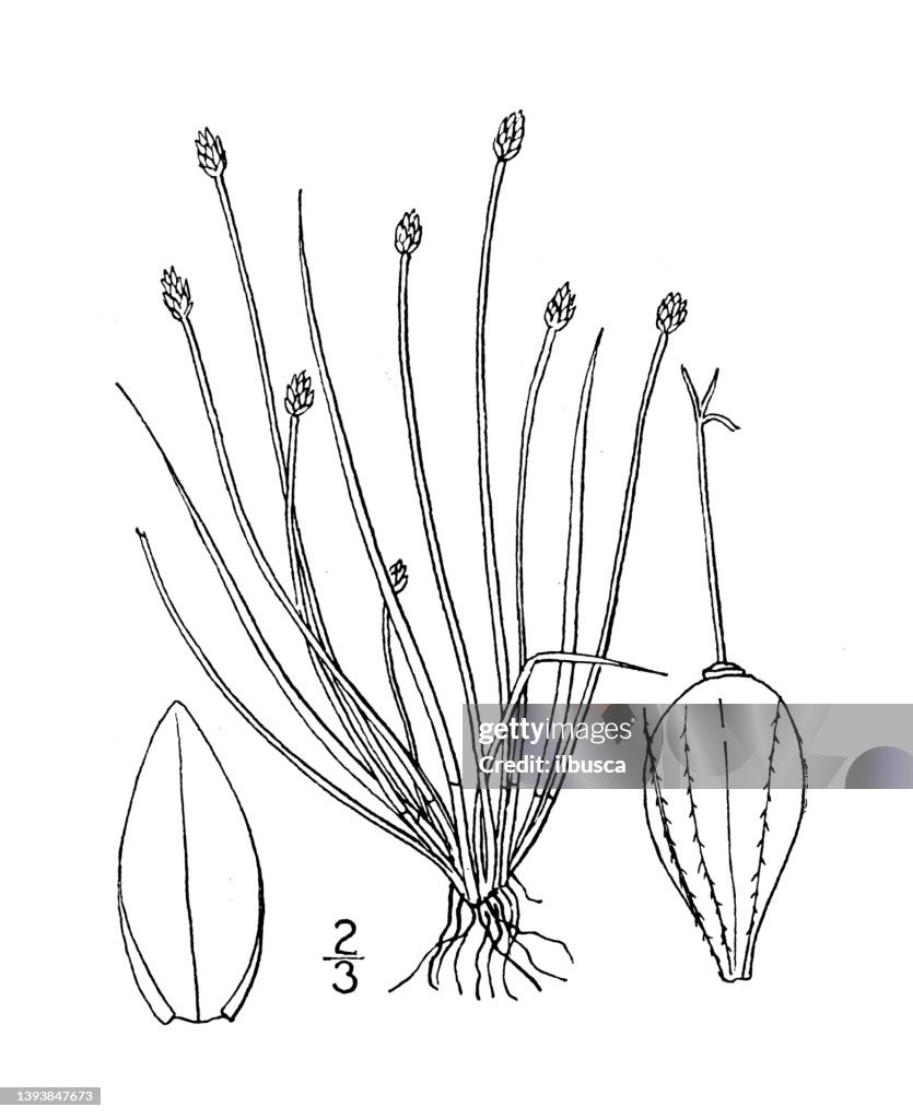 Antique botany plant illustration: Eleocharis atropurpurea, Purple Spike rush