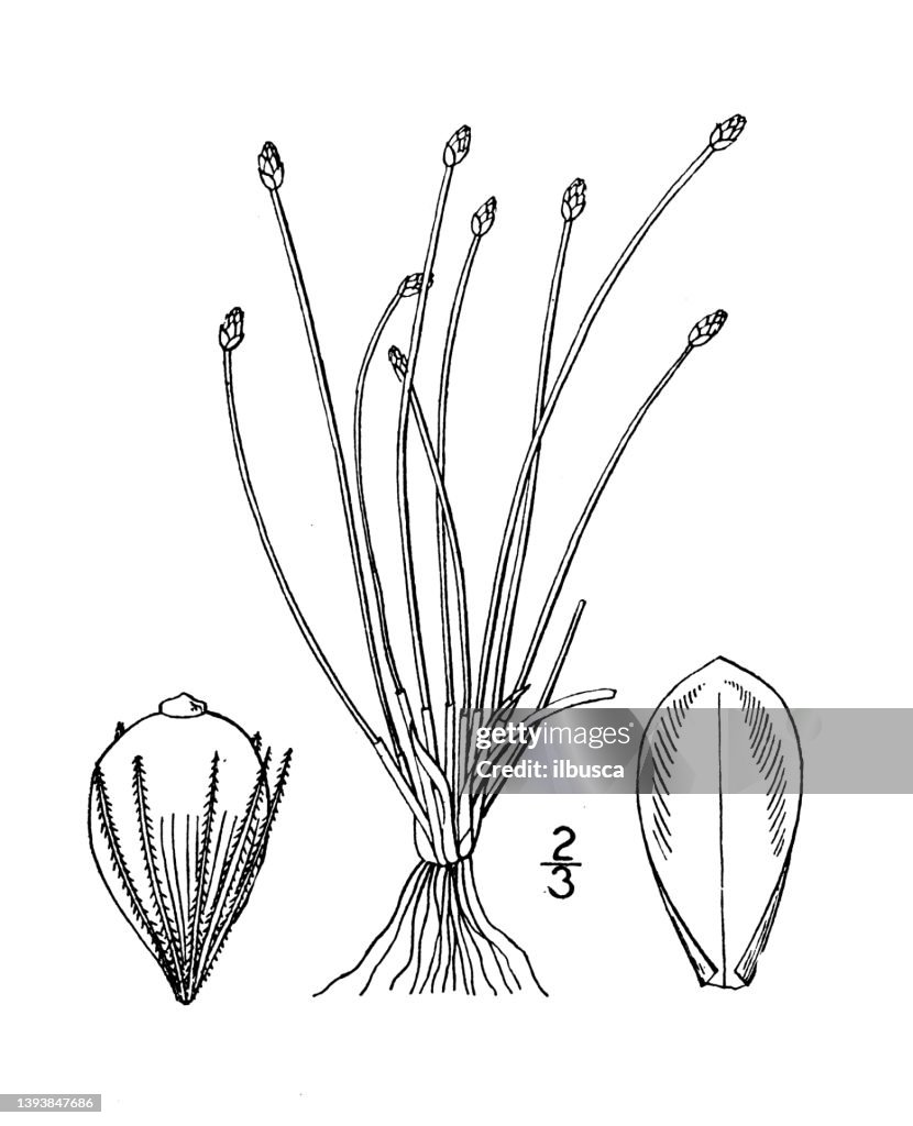 Antique botany plant illustration: Eleocharis capitata, Capitate Spike rush