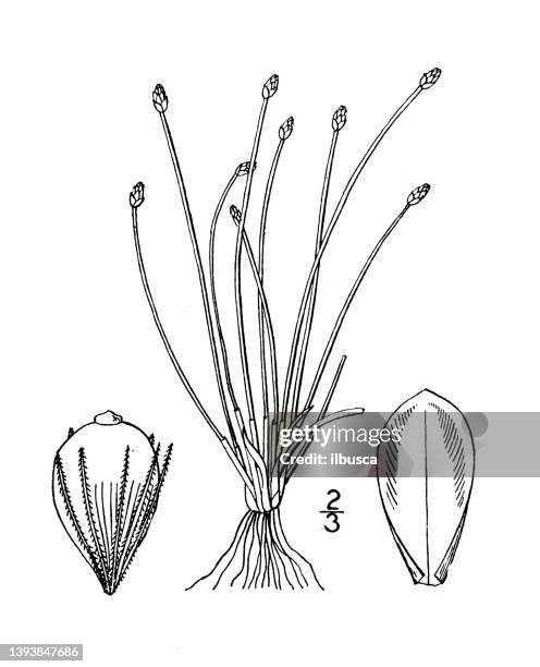 Antique Botany Plant Illustration Eleocharis Capitata Capitate Spike Rush High-Res Vector Graphic