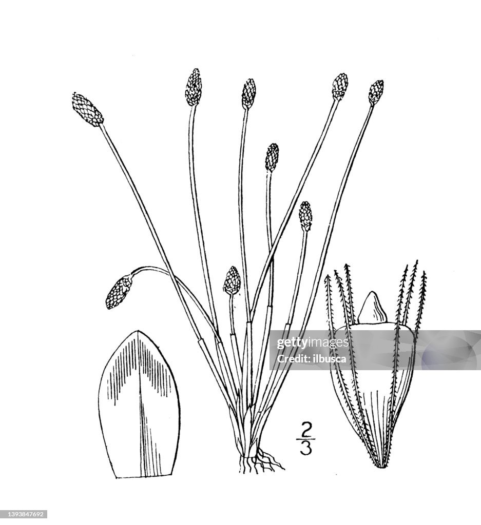 Antique botany plant illustration: Eleocharis ovata, Ovoid Spike rush