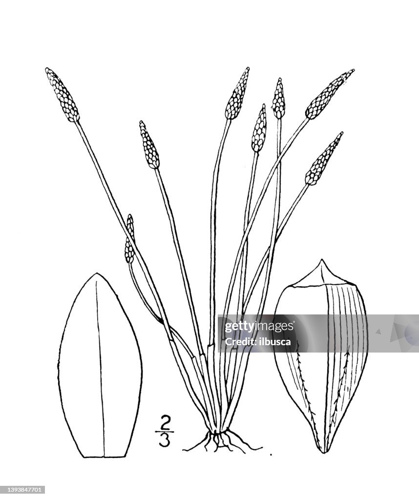 Antique botany plant illustration: Eleocharis Engelmanni, Engelmann's Spike rush
