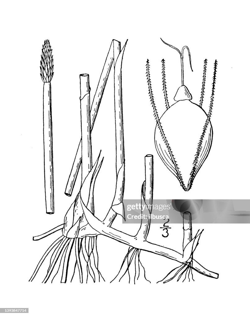 Antique botany plant illustration: Eleocharis palustris, Creeping Spike rush