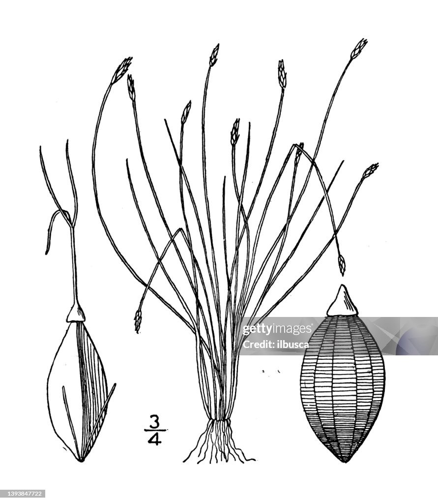 Antique botany plant illustration: Eleocharis acicularis, Needle Spike rush