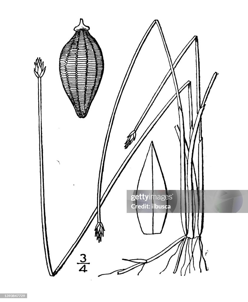 Antique botany plant illustration: Eleocharis Wolfii, Wolf's Spike rush