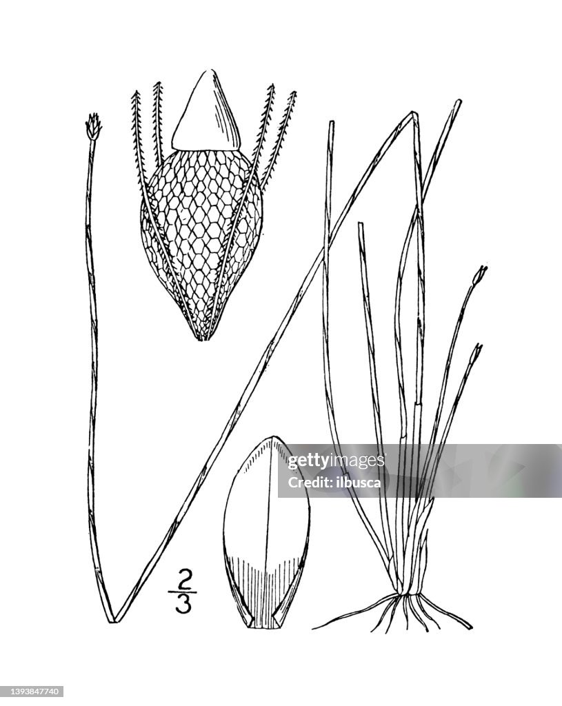 Antique botany plant illustration: Eleocharis tortilis, Twisted Spike rush