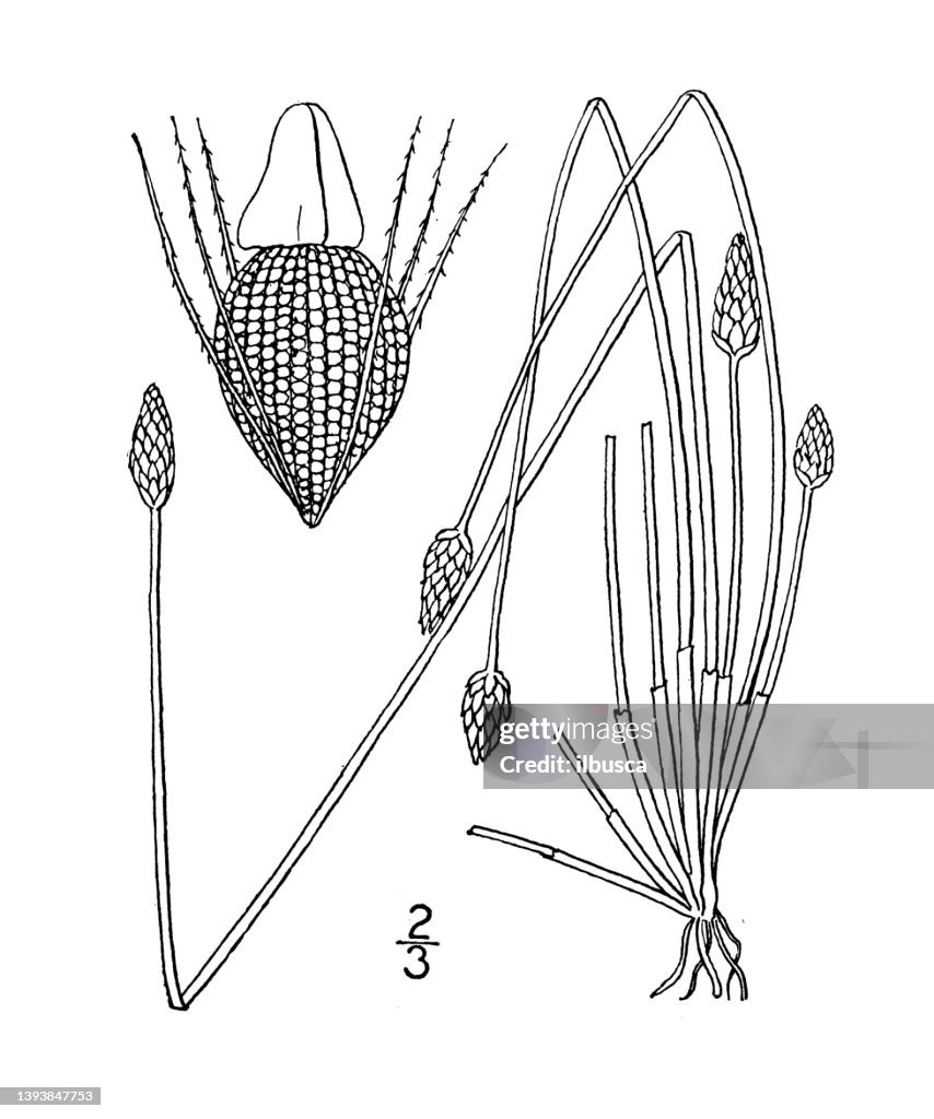 Antique botany plant illustration: Eleocharis tuberculosa, Large tubercled Spike rush