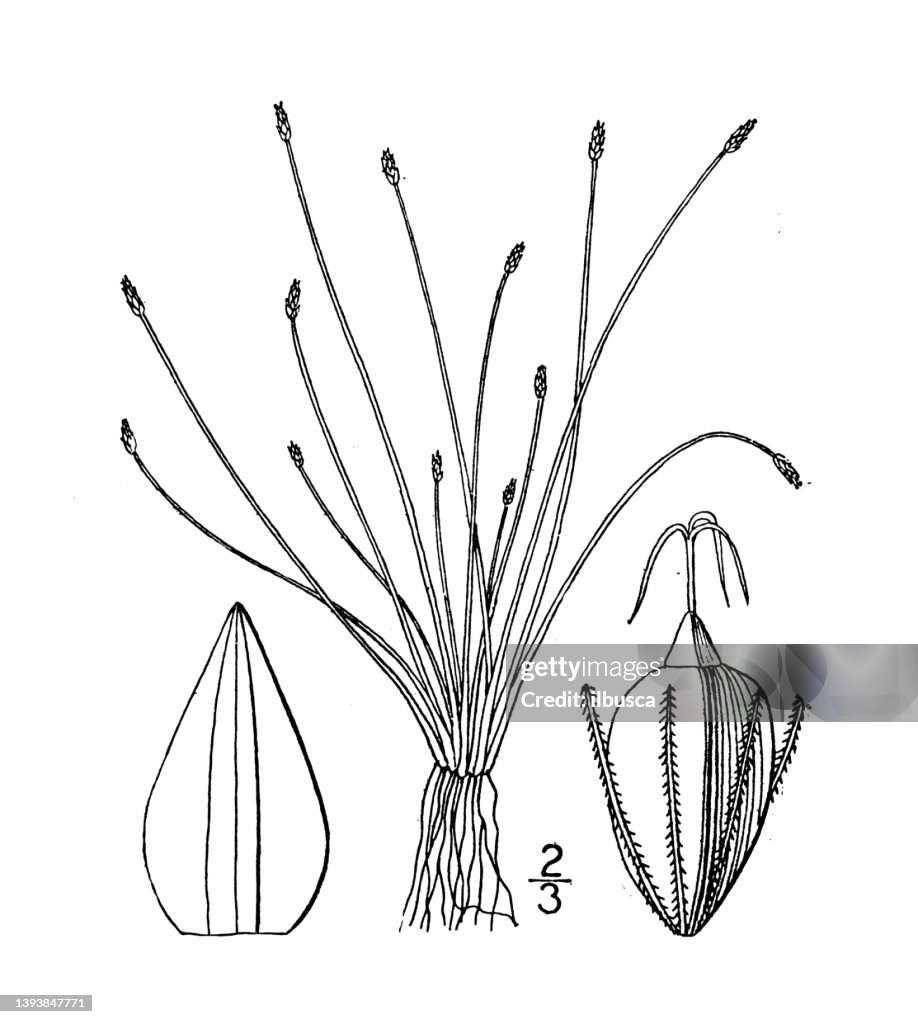 Antique botany plant illustration: Eleocharis microcarpa, Small fruited Spike rush