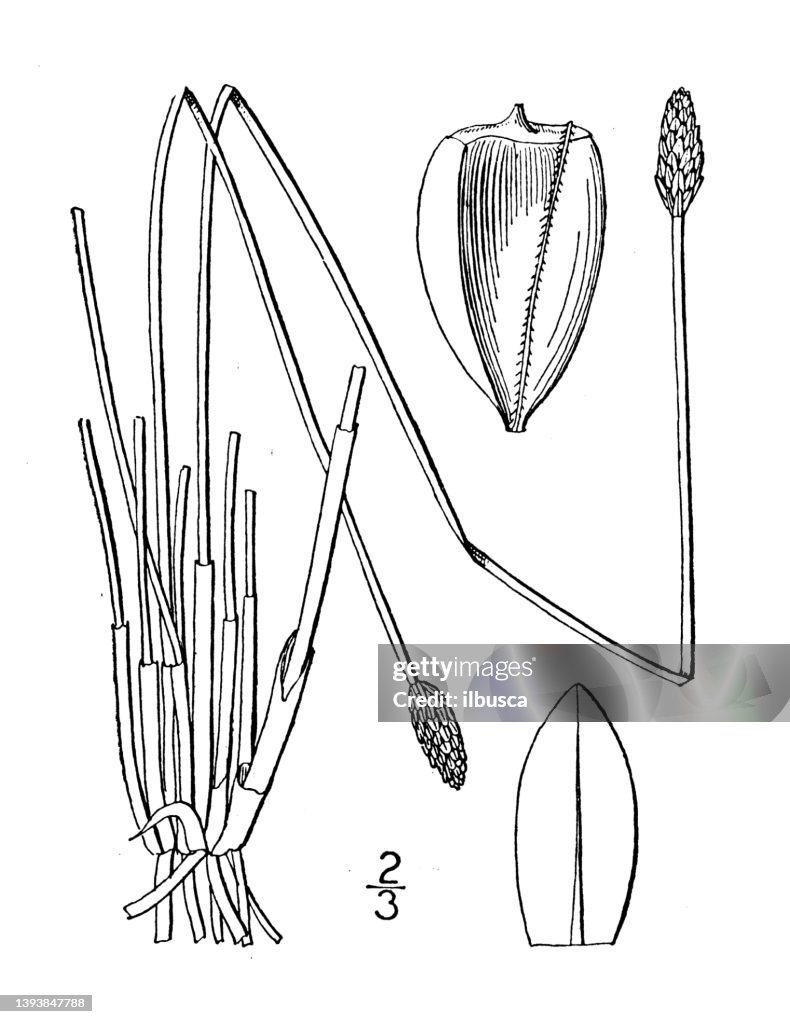 Antique botany plant illustration: Eleocharis melanocarpa, Black fruited Spike rush
