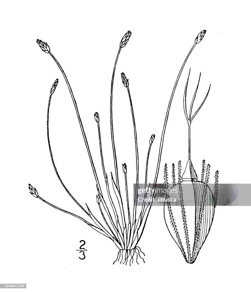 Antique botany plant illustration: Eleocharis albida, White Spike rush
