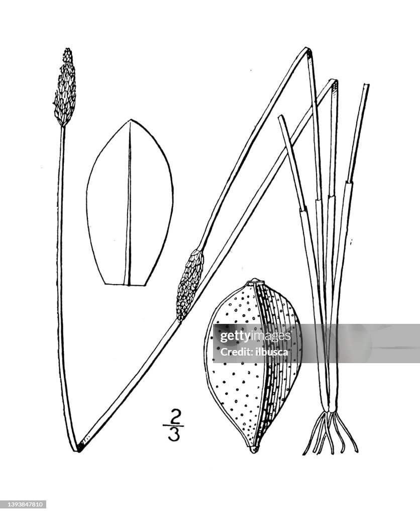 Antique botany plant illustration: Eleocharis tricostata, Three ribbed Spike rush