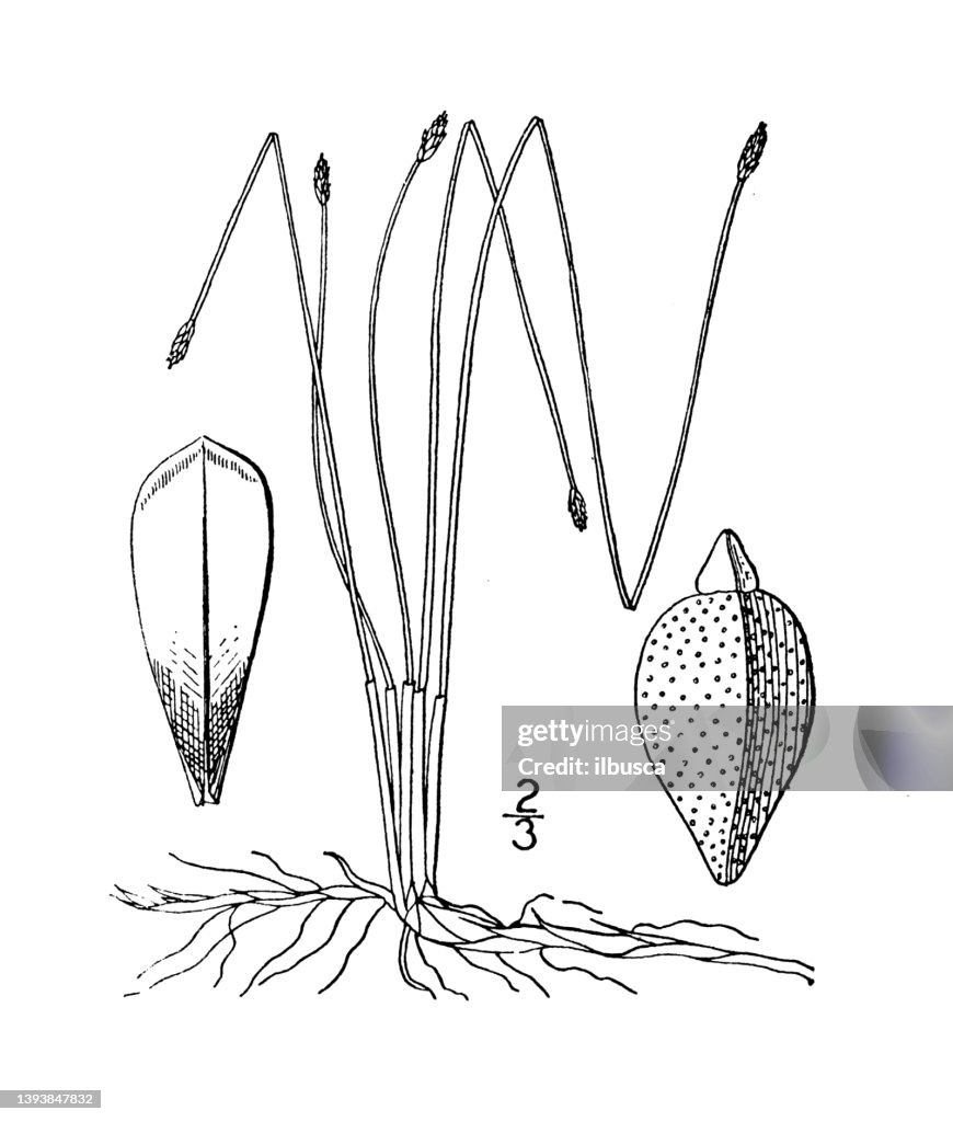Antique botany plant illustration: Eleocharis tenuis, Slender Spike rush