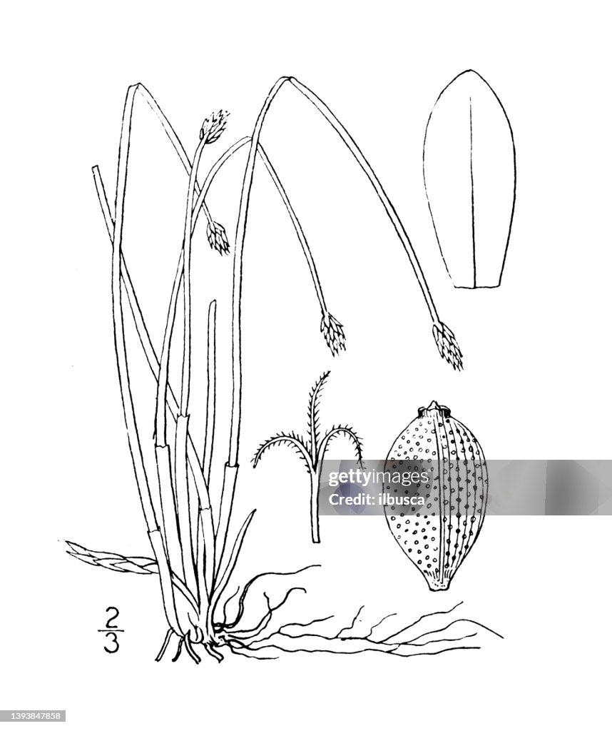 Antique botany plant illustration: Eleocharis acuminata, Flat stemmed Spike rush