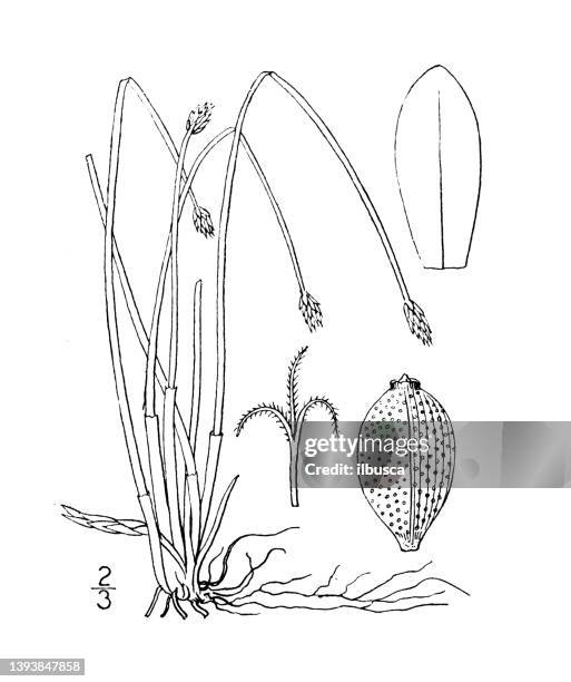 Antique Botany Plant Illustration Eleocharis Acuminata Flat Stemmed Spike Rush, 照片檔