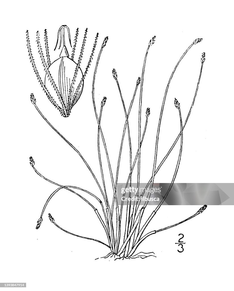 Antique botany plant illustration: Eleocharis intermedia, Matted Spike rush