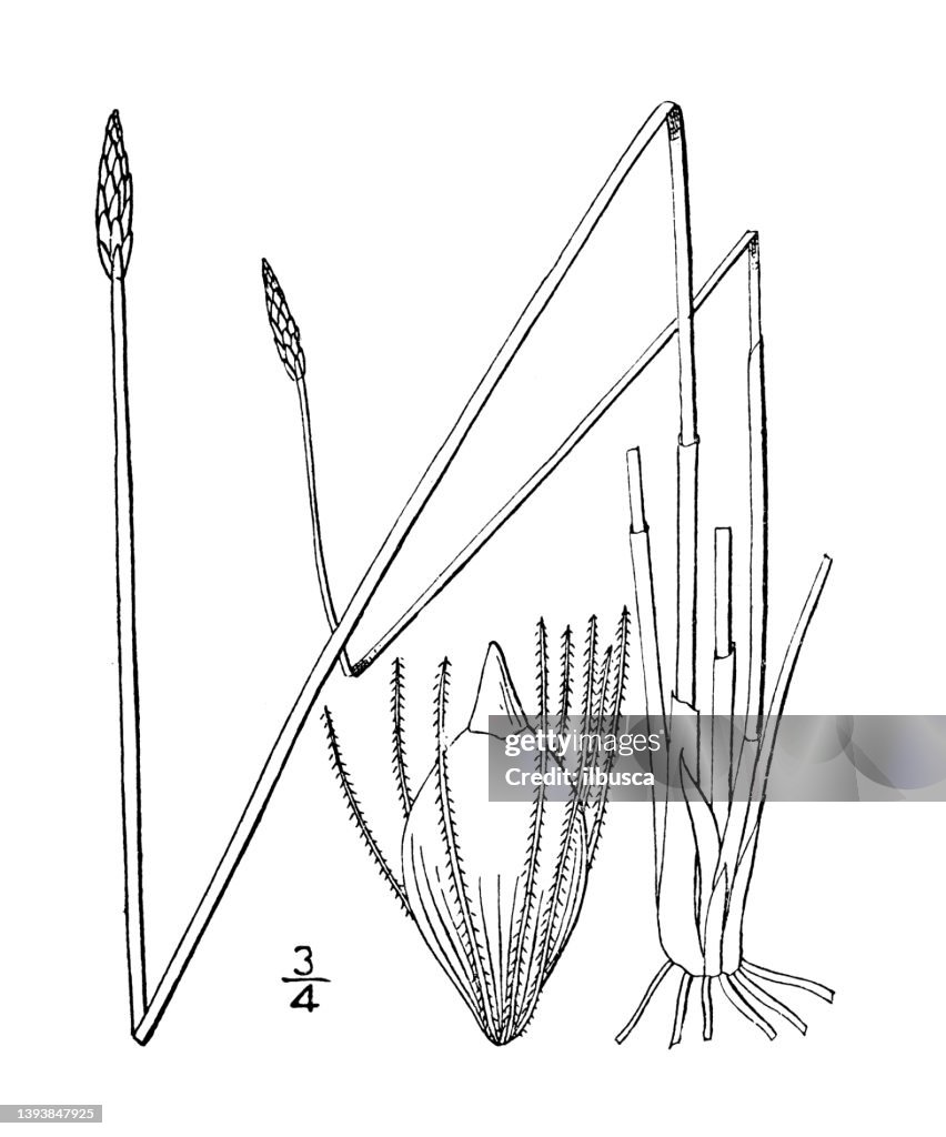 Antique botany plant illustration: Eleocharis rostellata, Beaked Spike rush