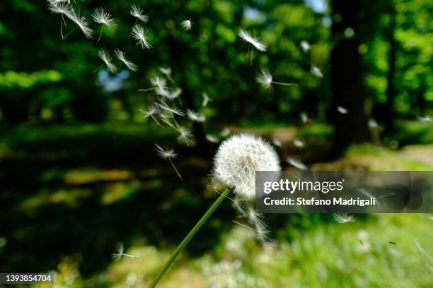 dandelion with pistils flying away in the wind. in the forest. - pollen bildbanksfoton och bilder