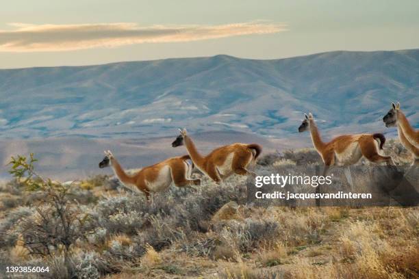 guanacos in the pampa of argentina - província tierra del fuego argentina imagens e fotografias de stock