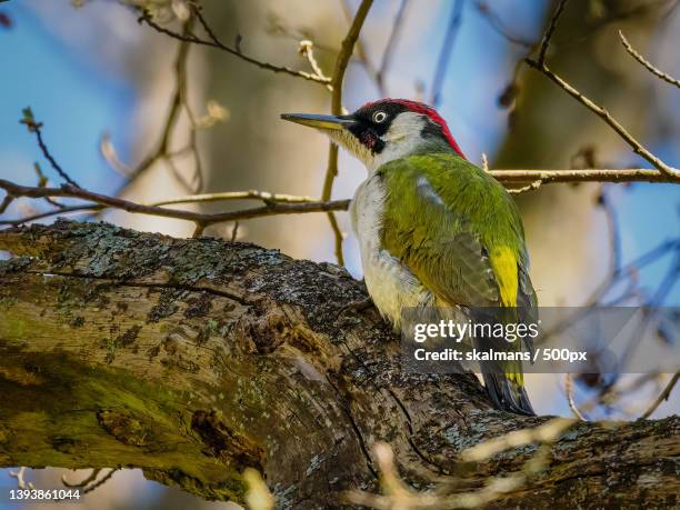 close-up of songwoodpecker perching on branch - vår stock pictures, royalty-free photos & images