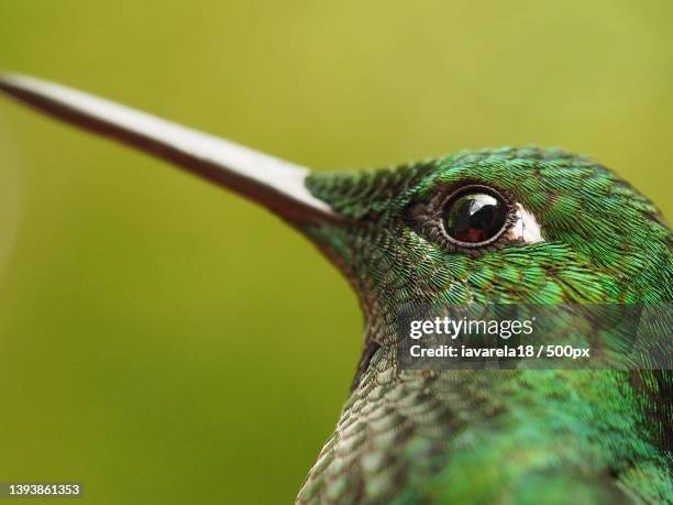 macro colibr- beijaflor macro,close-up of peacock - green crowned brilliant hummingbird stock pictures, royalty-free photos & images