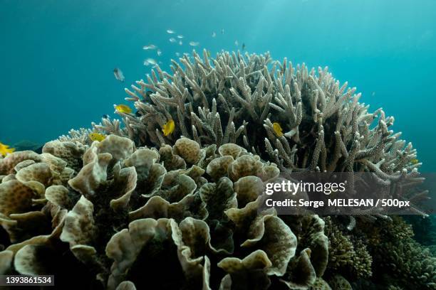 coral reef,close-up of coral in sea,mayotte - hard coral stock-fotos und bilder