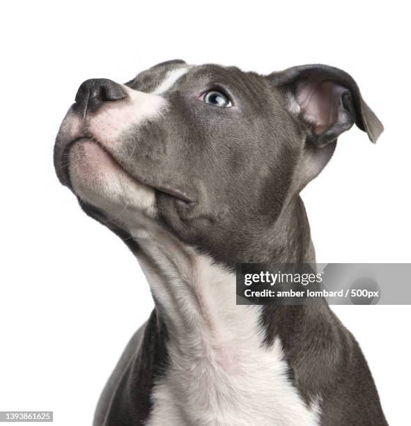 close-up of pit bull terrier over white background,belgium - pitbull stock-fotos und bilder