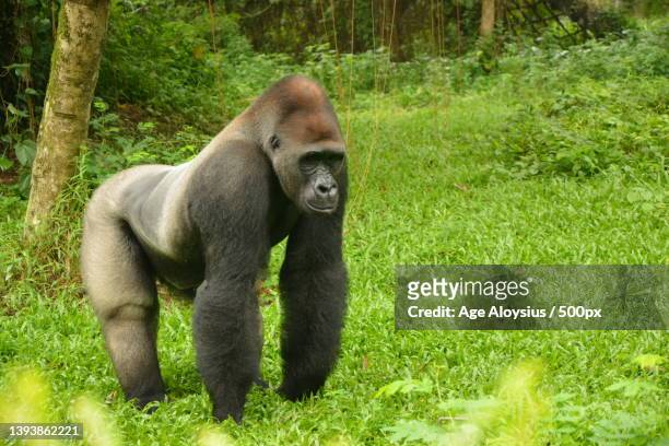 scenic side view of wild young gorilla standing in the jungle - ゴリラ ストックフォトと画像