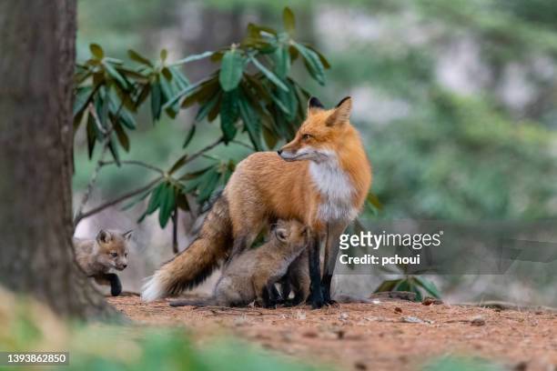 Cute red fox pups playing near their den