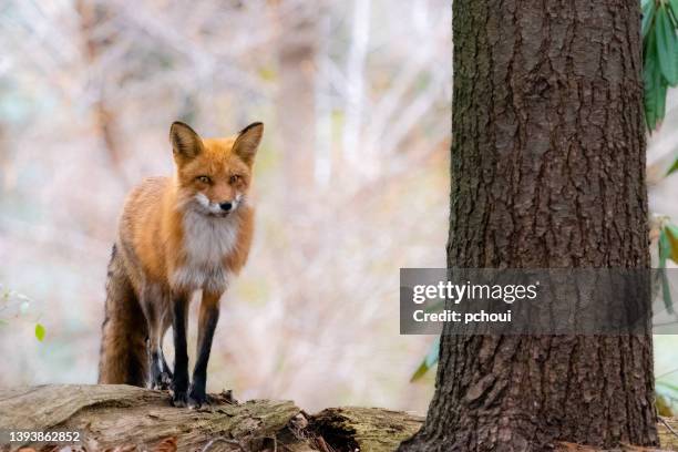 red fox in the wild, female animal - wild dog stock pictures, royalty-free photos & images