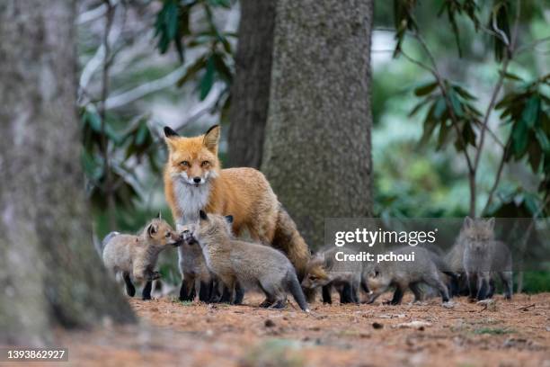 red fox in the wild, mother feeding fox pups - female fox stockfoto's en -beelden