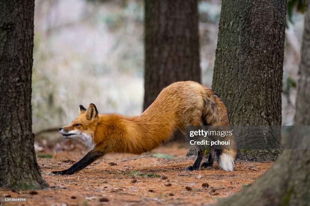 Volpe rossa in natura, animale femmina che si allunga