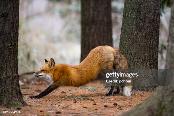 red fox in the wild, female animal stretching - fox den stock pictures, royalty-free photos & images