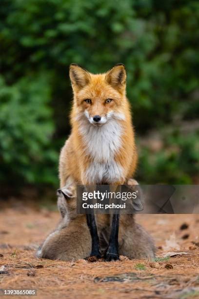 red fox in the wild, mother feeding fox pups - 狐狸 個照片及圖片檔