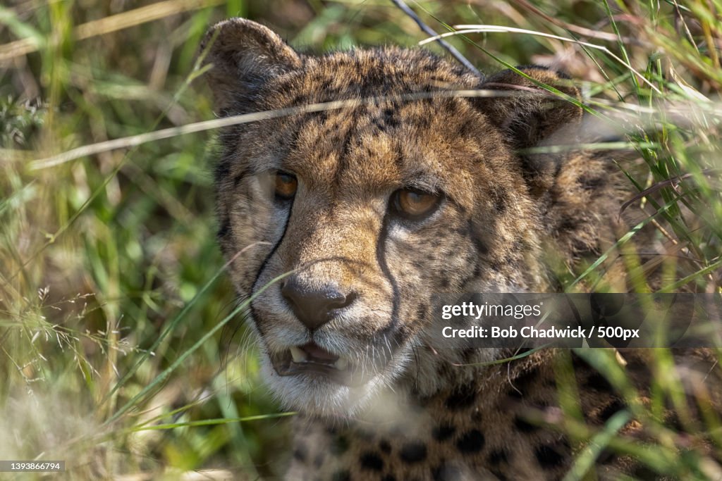 Close-up of lion on field,South Africa