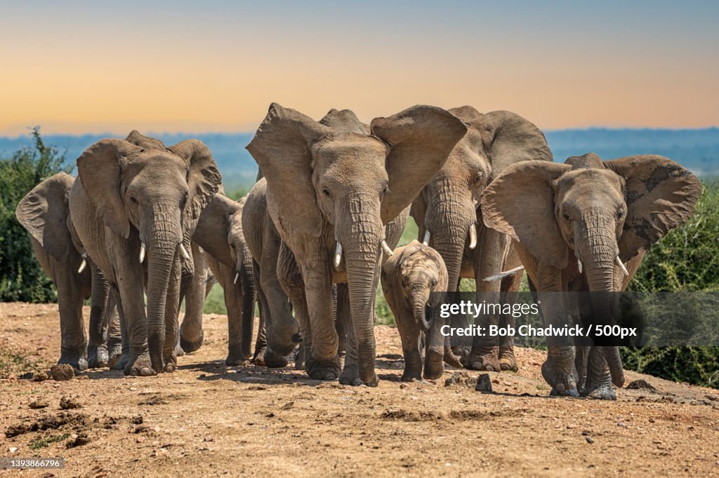 Group of african elephants walking towards camera,South Africa