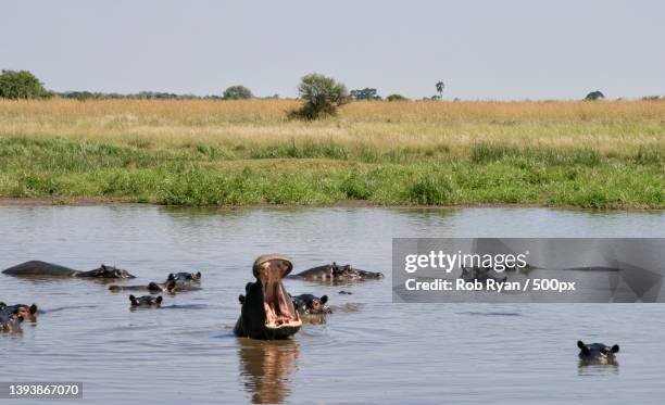 hippopotamus yawn,female mallard ducks swimming in lake,maun,botswana - rob mallard stock-fotos und bilder