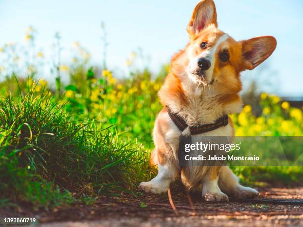 a pembroke welsh corgi called benji enjoying the springtime in germany - welsh-cardigan-corgi stockfoto's en -beelden