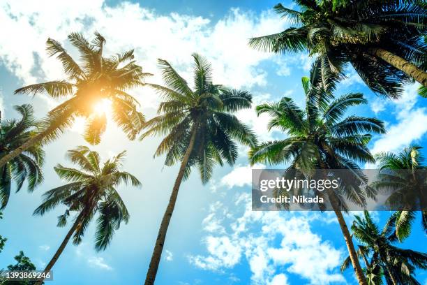 tropical palm leaves against sun - date palm tree 個照片及圖片檔