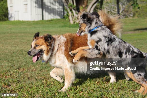 two dogs playing at the park - australian shepherd photos et images de collection