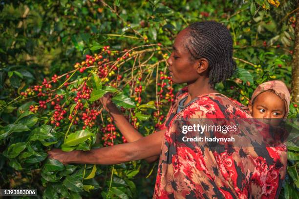young african woman collecting coffee cherries, east africa - ethiopia coffee bildbanksfoton och bilder